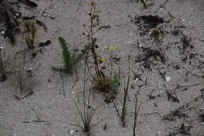 Bulbine annua, photographed by Tony Rebelo