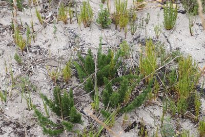 Asparagus stipulaceus, photographed by Tony Rebelo