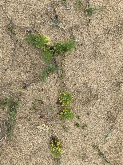 Senecio platensis, photographed by Gabriel Laufer