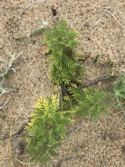 Senecio platensis, photographed by Gabriel Laufer