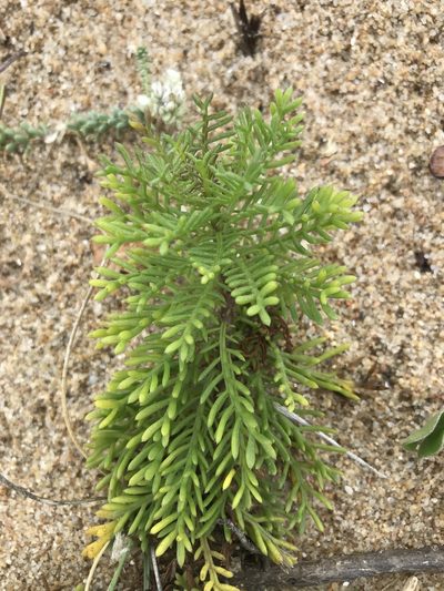 Senecio platensis, photographed by Gabriel Laufer