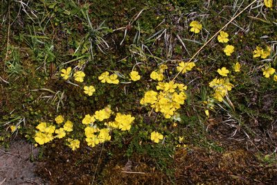 Hibbertia procumbens, photographed by Kristof Zyskowski
