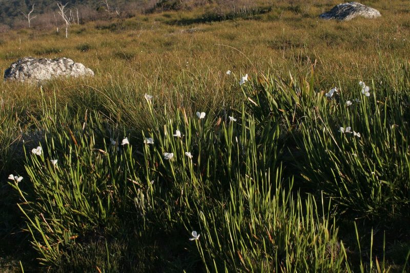 Diplarrena latifolia, photographed by Kristof Zyskowski