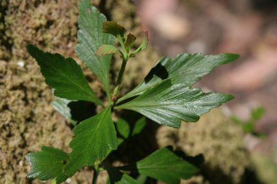 Phyllocladus aspleniifolius, photographed by Kristof Zyskowski