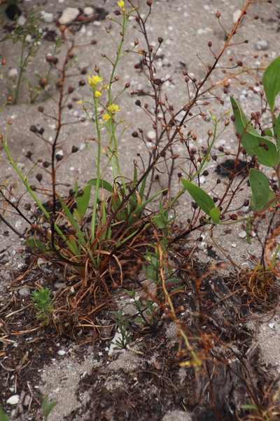Bulbine annua, photographed by Tony Rebelo