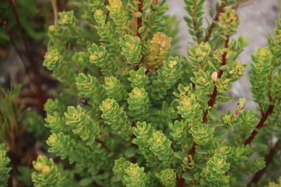 Clutia alaternoides, photographed by Tony Rebelo