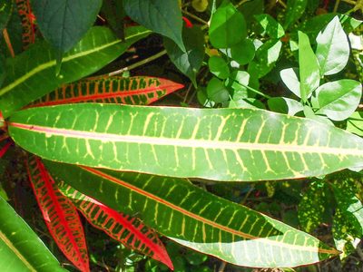 Codiaeum variegatum, photographed by Don Loarie