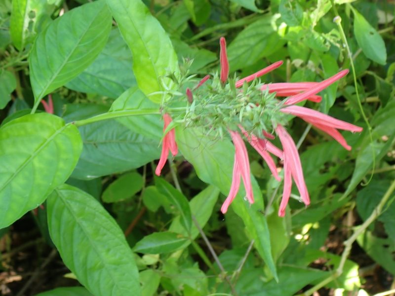 Dianthera secunda, photographed by Don Loarie