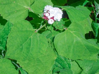 Clerodendrum chinense, photographed by Don Loarie