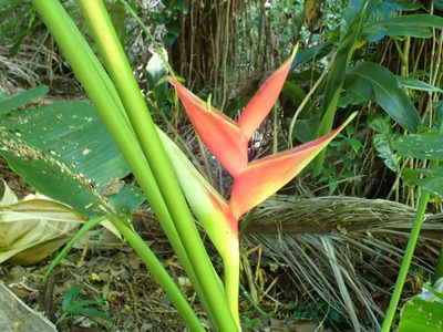 Heliconia bihai, photographed by Don Loarie
