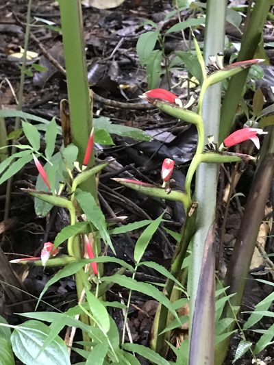 Heliconia metallica, photographed by Bill