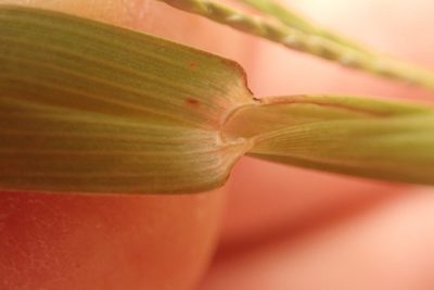 Axonopus fissifolius, photographed by Jenny Christianson