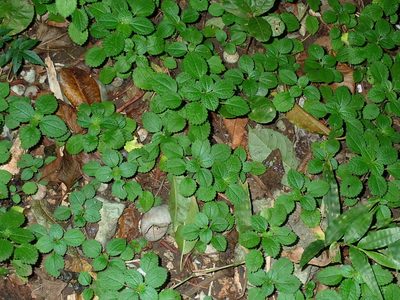 Pilea nummulariifolia, photographed by Don Loarie