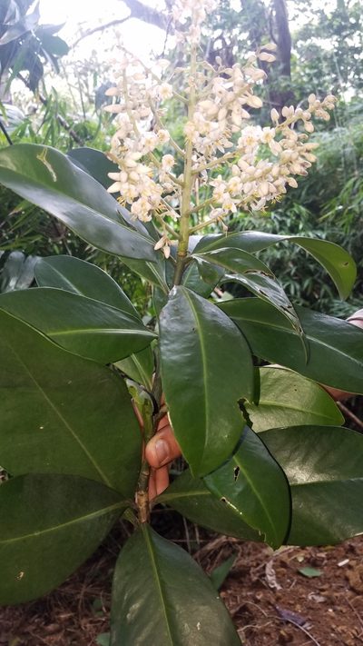 Ardisia revoluta, photographed by geralg