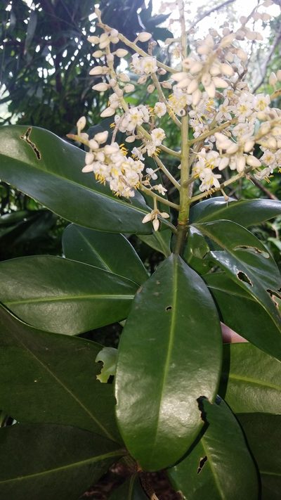 Ardisia revoluta, photographed by geralg
