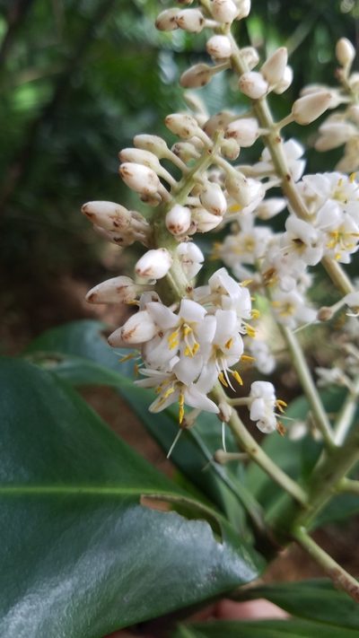 Ardisia revoluta, photographed by geralg