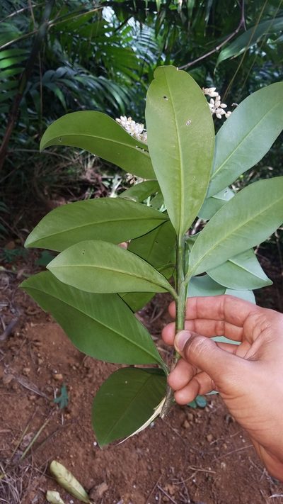 Ardisia revoluta, photographed by geralg