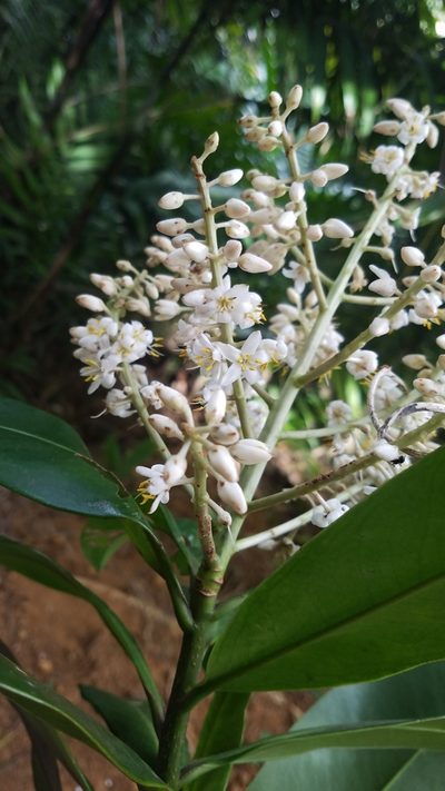 Ardisia revoluta, photographed by geralg