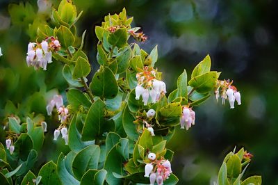 Arctostaphylos pallida, photographed by Michael Warner
