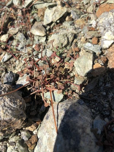 Chorizanthe breweri, photographed by paulexcoff