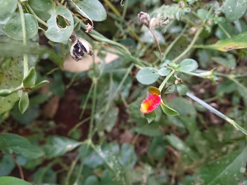 Manettia paraguariensis, photographed by María Regina Silva