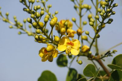 Tara vesicaria, photographed by Juan Cruzado Cortés