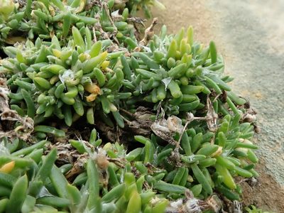 Spergularia macrotheca, photographed by joergmlpts