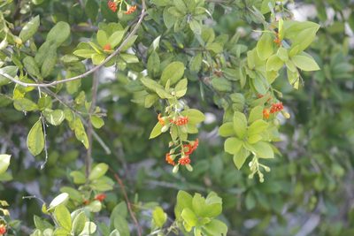 Bonellia macrocarpa, photographed by Juan Cruzado Cortés