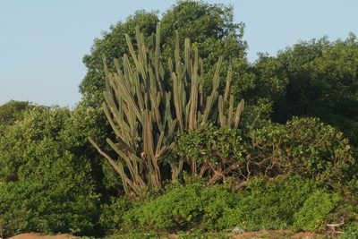 Cereus hexagonus, photographed by Kristof Zyskowski