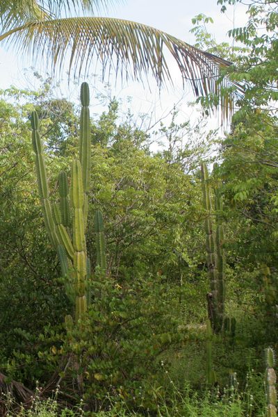 Cereus hexagonus, photographed by Kristof Zyskowski