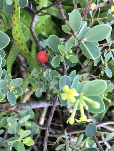 Wikstroemia uva-ursi, photographed by akt2