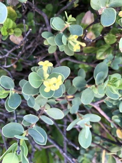 Wikstroemia uva-ursi, photographed by akt2