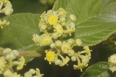 Colubrina yucatanensis, photographed by Juan Cruzado Cortés