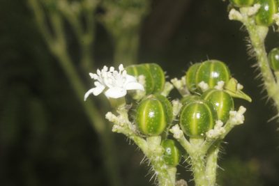 Cnidoscolus aconitifolius, photographed by Juan Cruzado Cortés