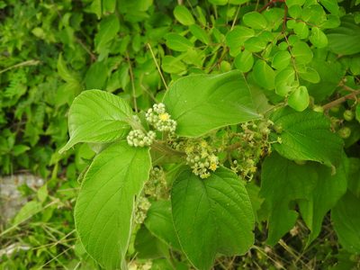 Colubrina yucatanensis, photographed by Juan Cruzado Cortés