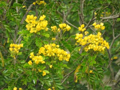 Senna racemosa, photographed by Juan Cruzado Cortés