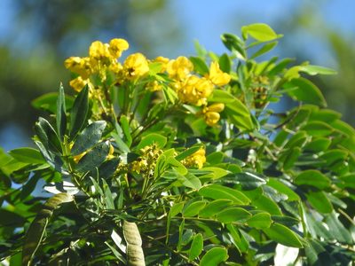 Senna racemosa, photographed by Juan Cruzado Cortés