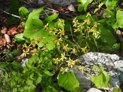 Bidens reptans, photographed by Juan Cruzado Cortés