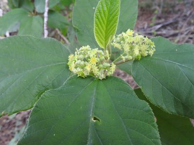 Colubrina yucatanensis, photographed by Juan Cruzado Cortés
