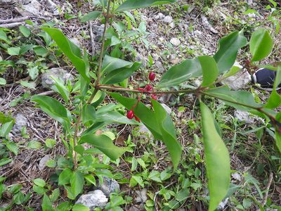 Neea psychotrioides, photographed by Juan Cruzado Cortés