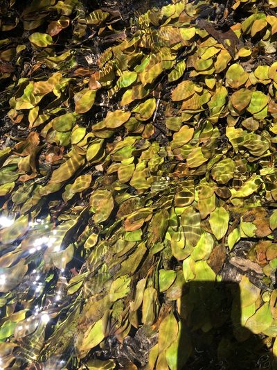 Potamogeton suboblongus, photographed by Mark