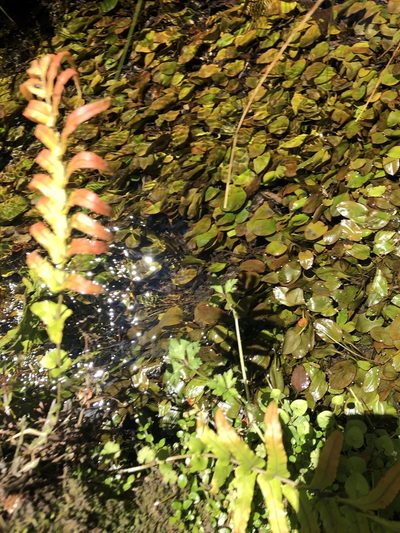 Potamogeton suboblongus, photographed by Mark