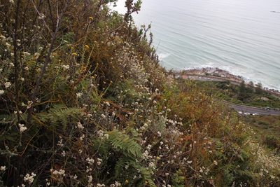 Helichrysum pandurifolium, photographed by Tony Rebelo
