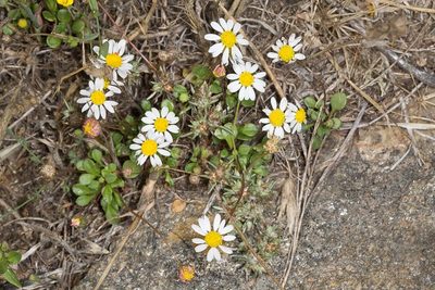 Bellium bellidioides, photographed by Drepanostoma
