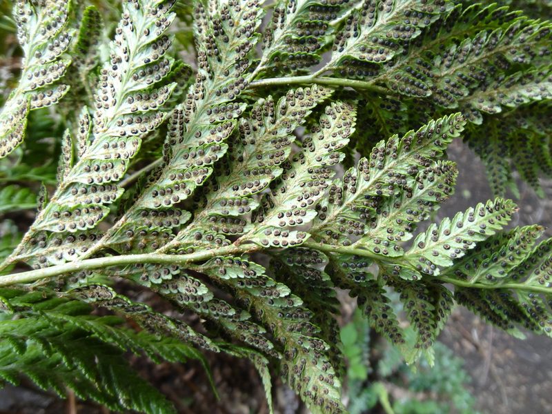 Rumohra berteroana, photographed by Erasmo Macaya Horta