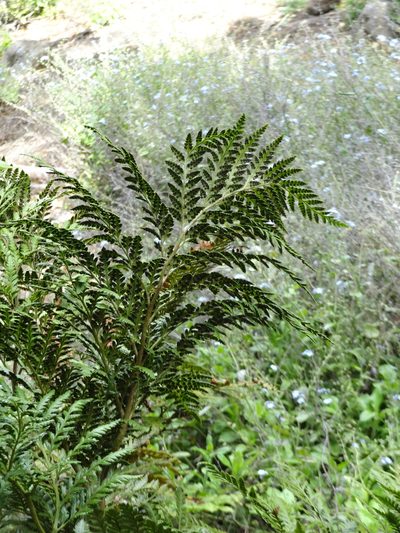 Rumohra berteroana, photographed by Erasmo Macaya Horta