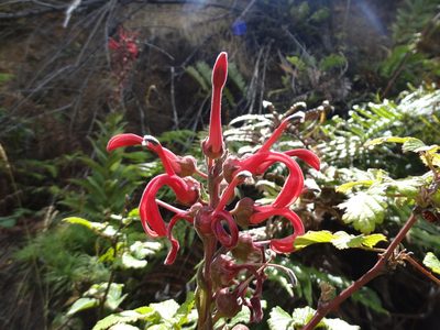 Lobelia tupa, photographed by Erasmo Macaya Horta