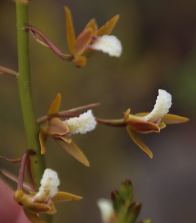 Eulophia tristis, photographed by Tony Rebelo