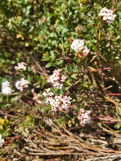 Pimelea alpina, photographed by Tim