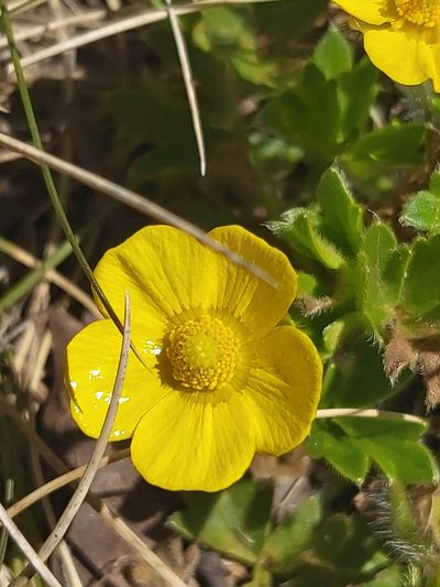 Ranunculus graniticola, photographed by Tim